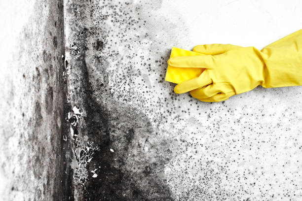 Best Air Quality Testing for Mold Spores  in Cedarburg, WI