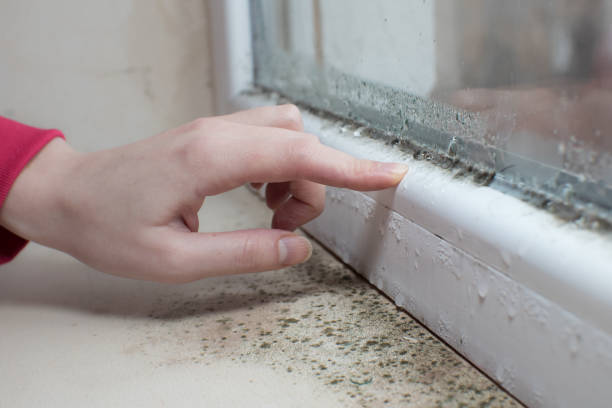 Best Attic Mold Removal  in Cedarburg, WI